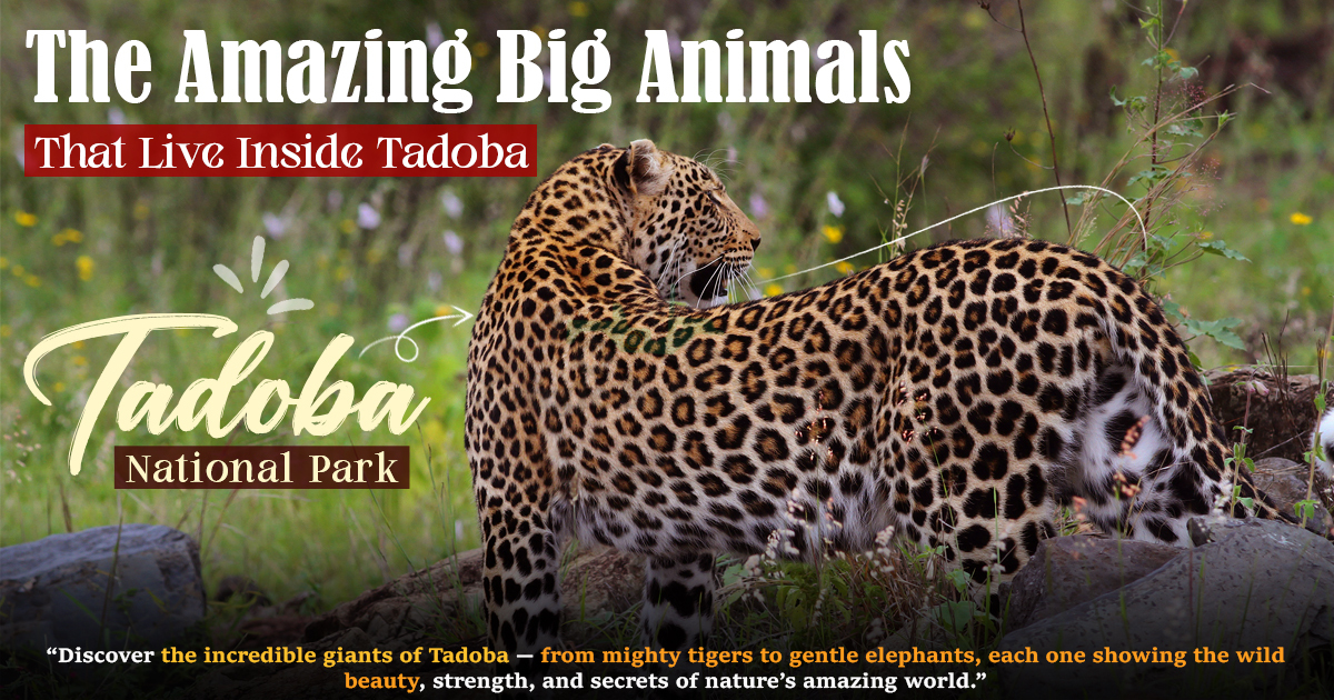 The Amazing Big Animals That Live Inside Tadoba