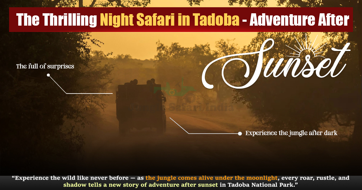 The Thrilling Night Safari in Tadoba - Adventure After Sunset