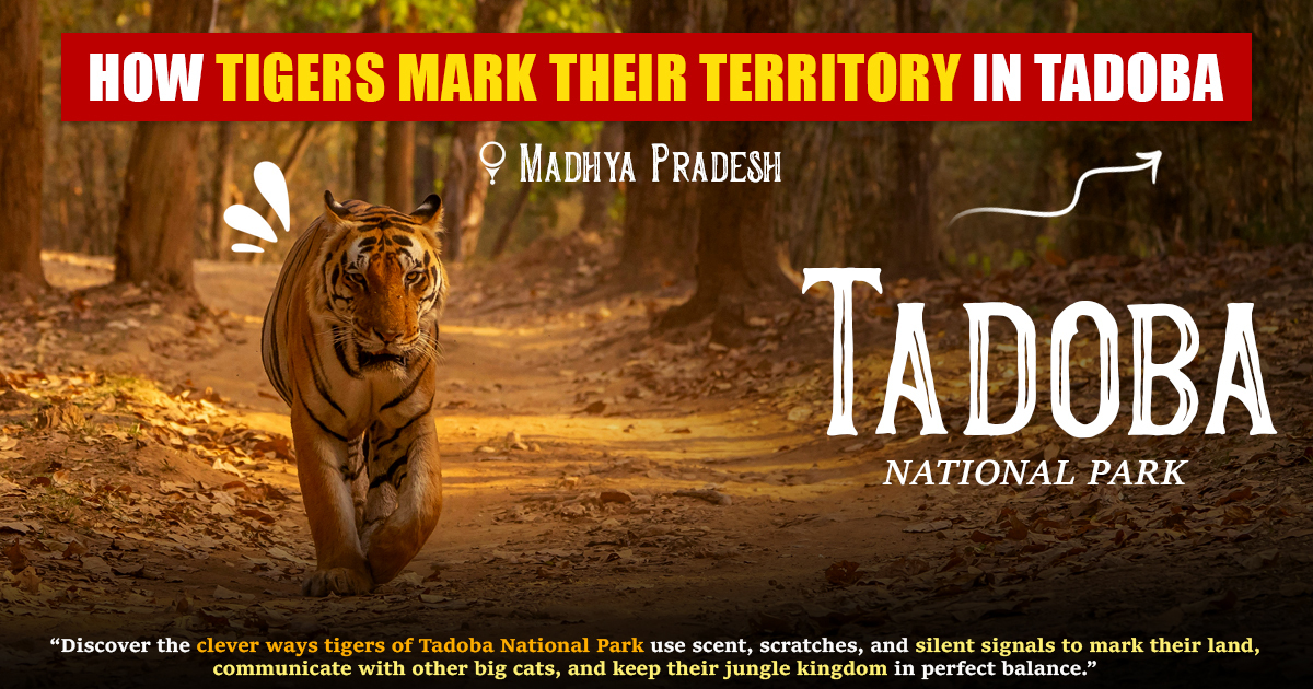 How Tigers Mark Their Territory in Tadoba