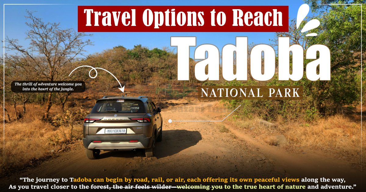Travel Options to Reach Tadoba National Park