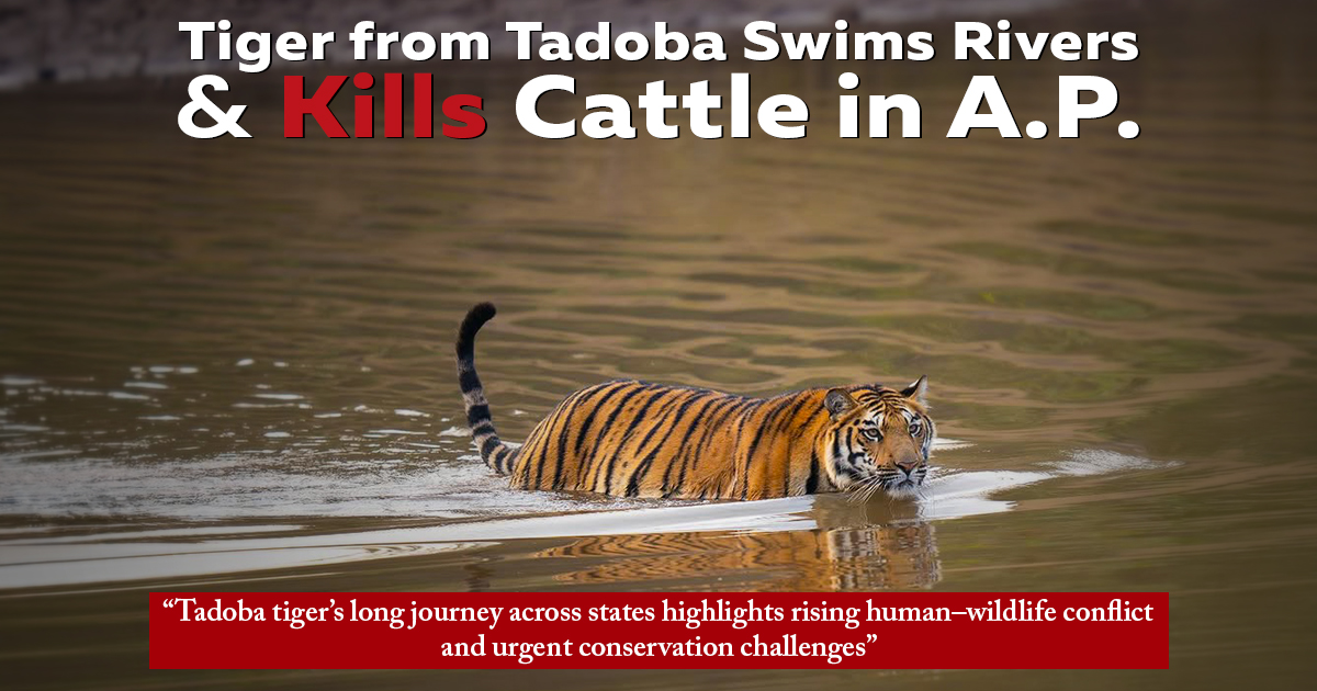 Tiger From Tadoba Swims Rivers & Kills Cattle In A.P.
