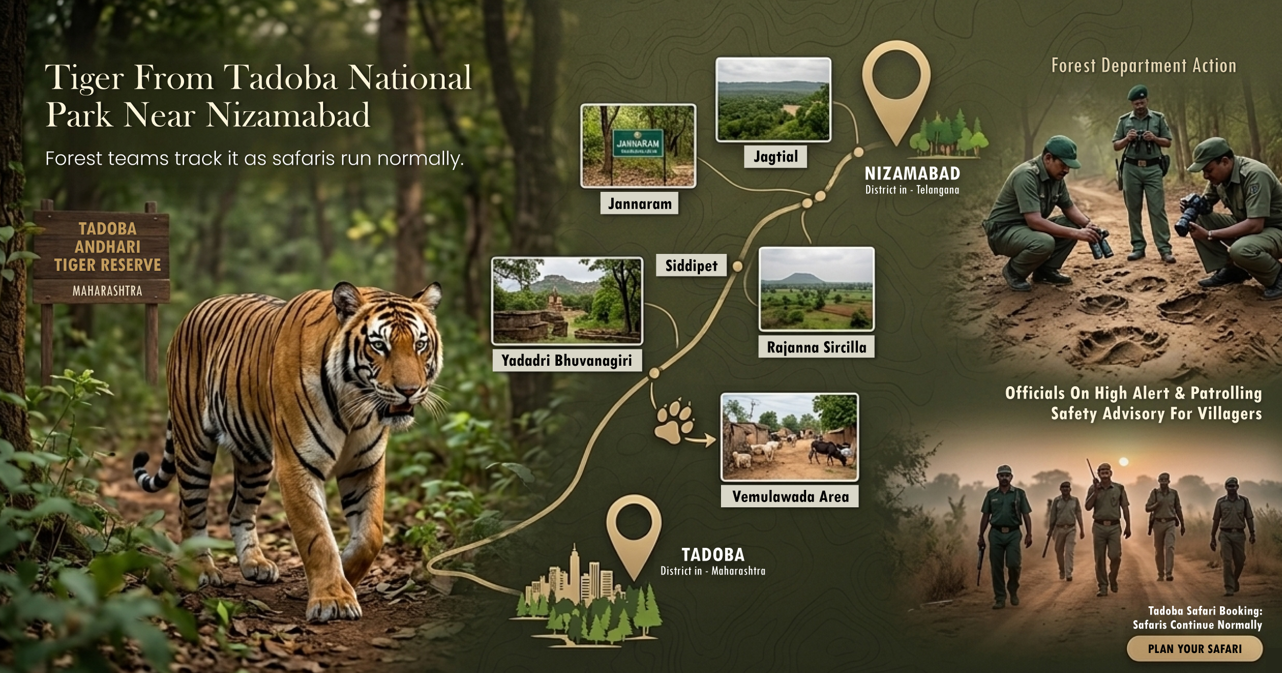 Tiger From Tadoba National Park Near Nizamabad