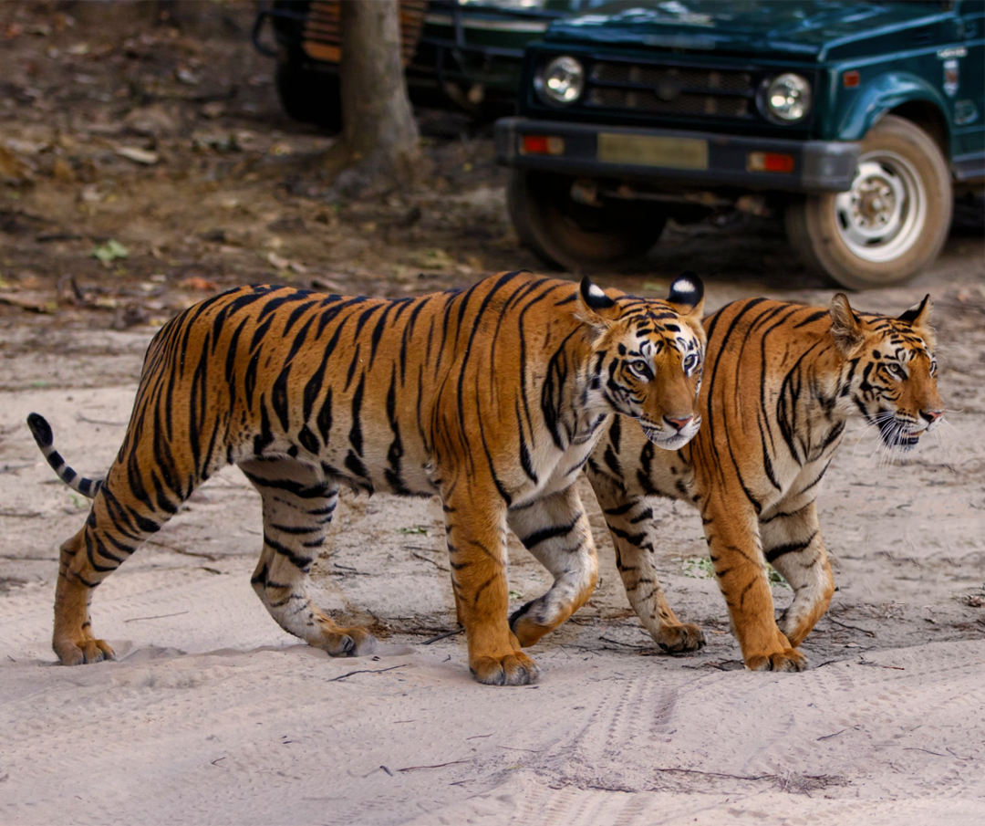 Tadoba Short Tour with 1 Gypsy for 1Night / 2 Days