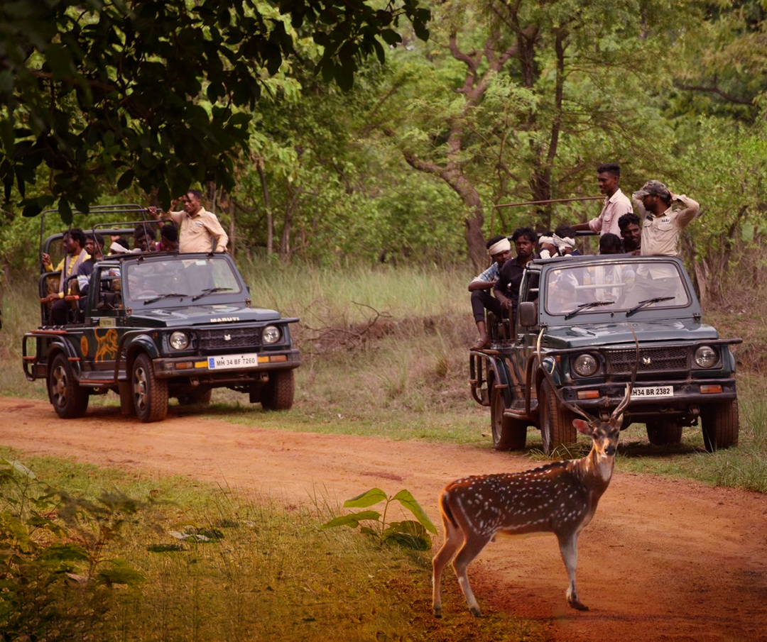 Tadoba Thrilling Tour with 2 Gypsy for 2Night / 3 Days