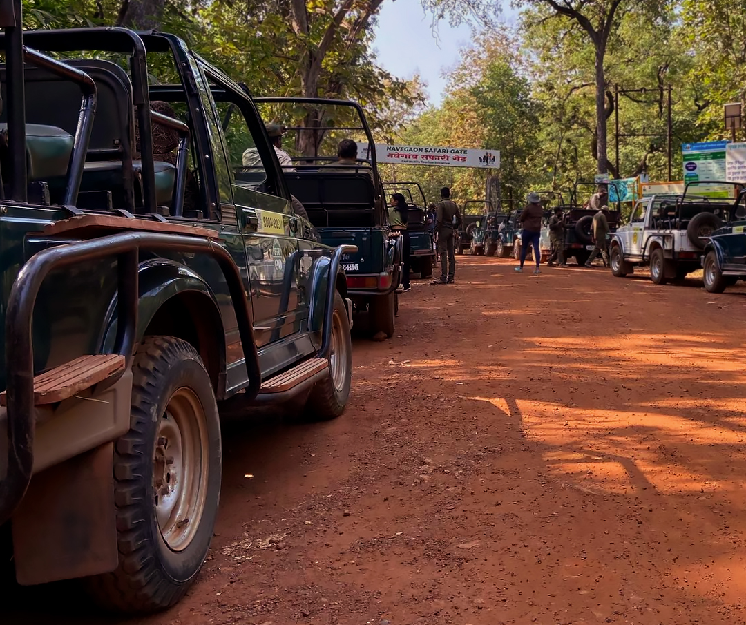 Tadoba Exploration Tour with 3 Gypsy For 3 Night / 4 Days