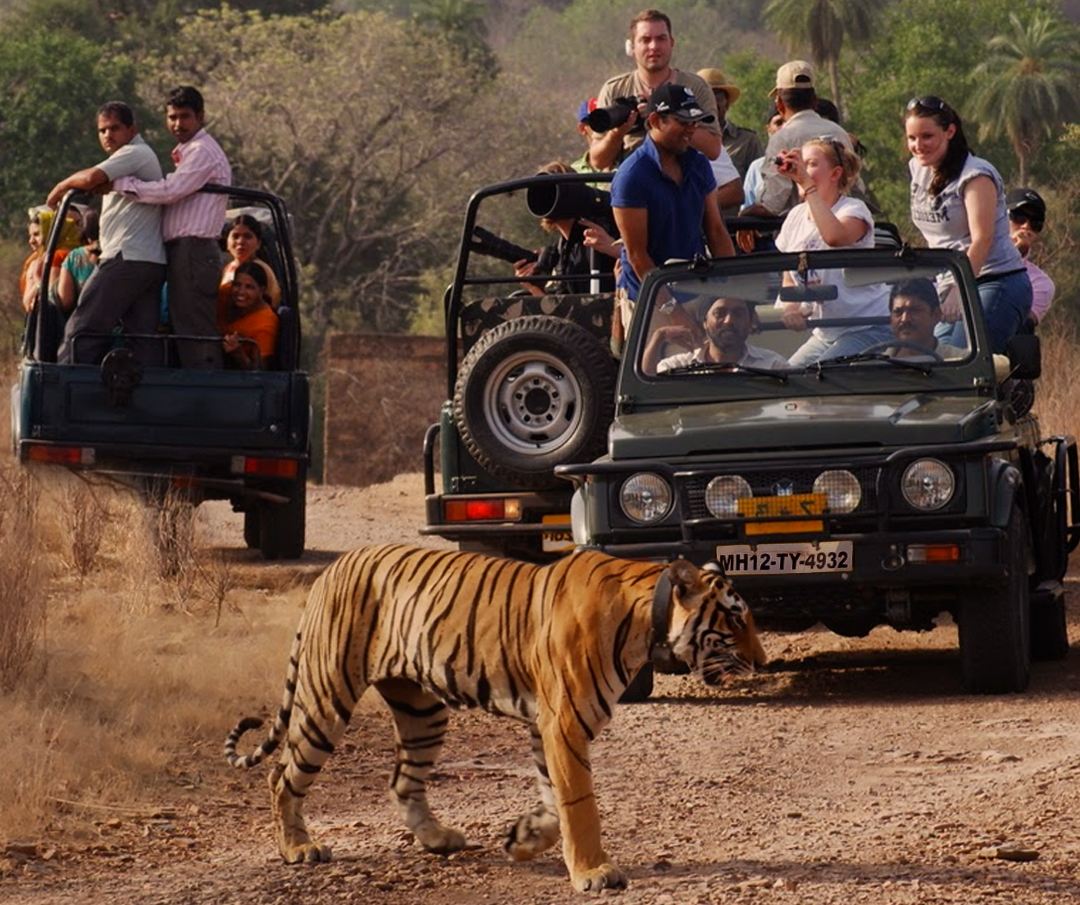 Tadoba Fun Tour with 1 Gypsy for 2 Nights / 3 Days