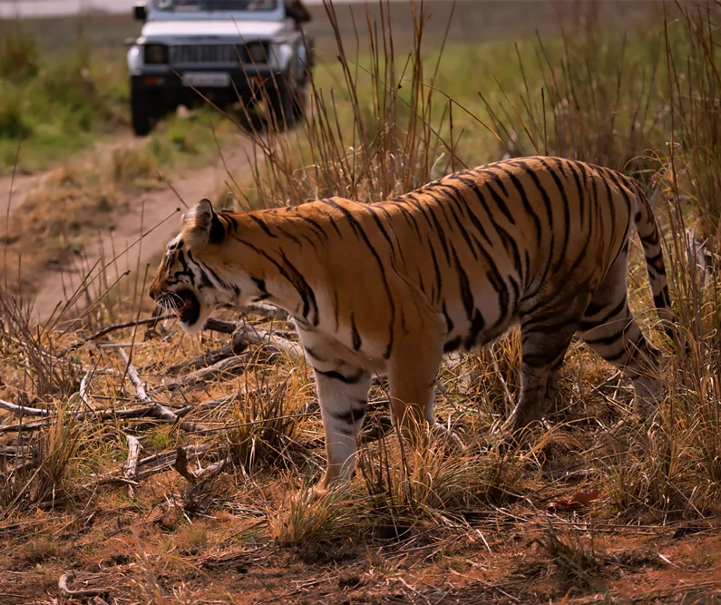 Bengal tiger in Tadoba