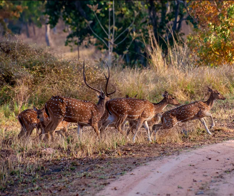 Chital deer in Tadoba