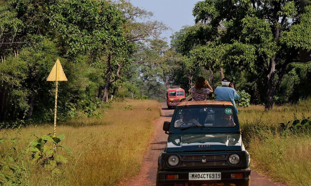 Teak and bamboo forest in Tadoba