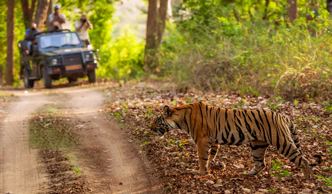  Tadoba Tour Packages