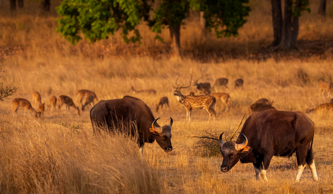 Tadoba Gaurs & Tadoba Dears