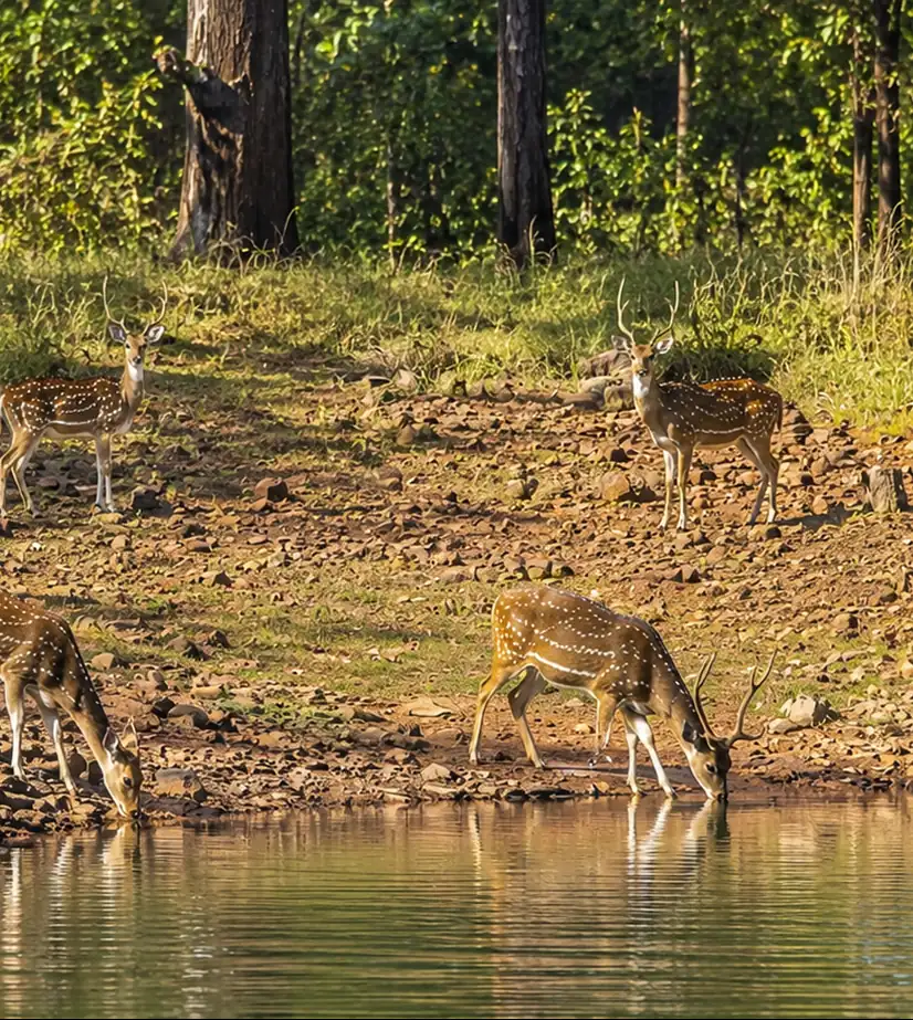 Wildlife & Biodiversity of Tadoba National Park