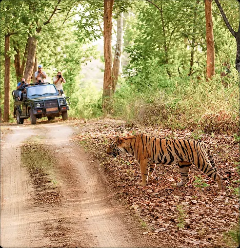 Hotels and resorts near Tadoba