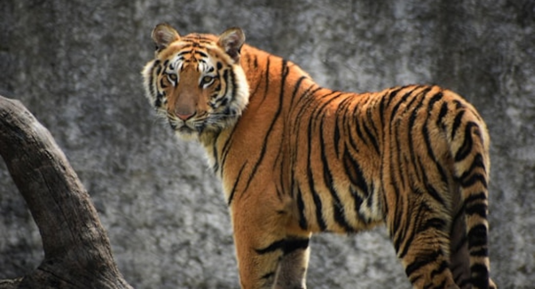 Tadoba Tiger