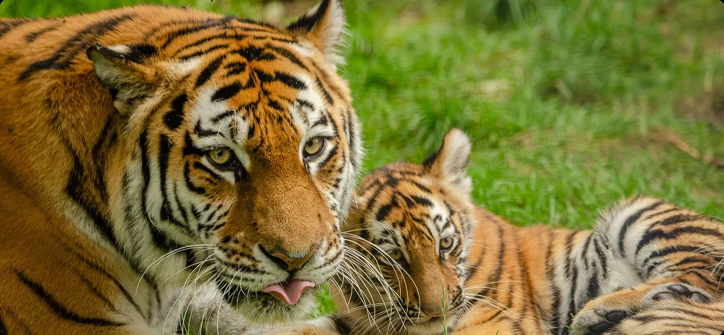 History & Conservation of Tadoba National Park