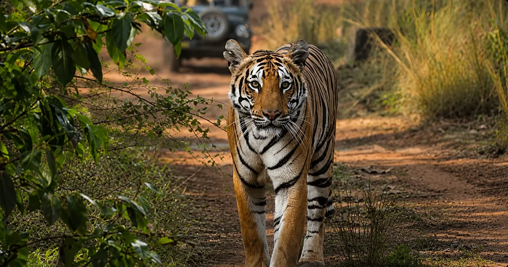Tadoba National Park Safari Experience