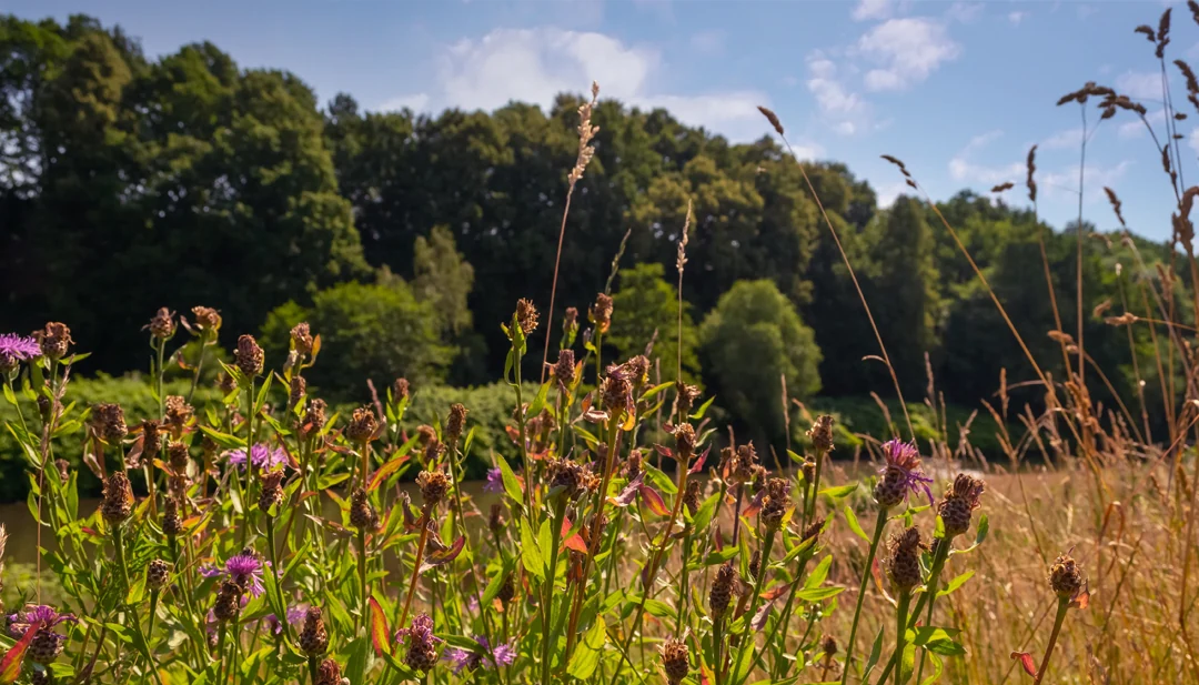 Explore Tadoba's Flora and Guided Nature Trail