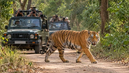 Plan Your Tadoba Trip