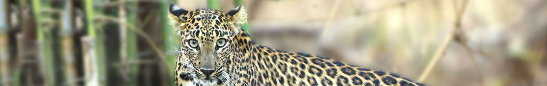 Leopard in Tadoba-Andhari Tiger Reserve