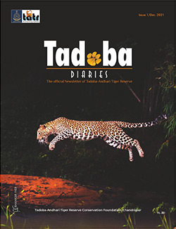 Tadoba Diaries Monthly Newsletter Cover