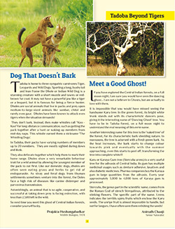 Tadoba Diaries Monthly Newsletter Page