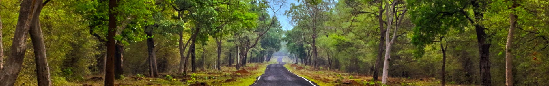 Forest road through Tadoba-Andhari Tiger Reserve