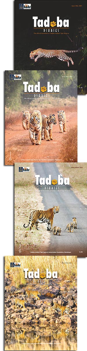 TATR Newsletter Tadoba Diaries